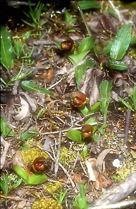 Cypripedium bardolphianum1_Chi_Sichuan_Wanglang_11_06_04