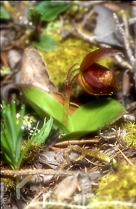 Cypripedium bardolphianum3_Chi_Sichuan_Wanglang_11_06_04