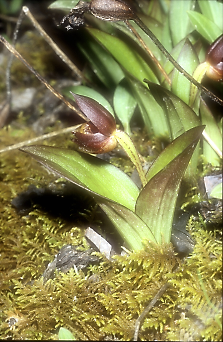 Cypripedium bardolphianum5_Chi_Sichuan_Huanglong_15_06_04