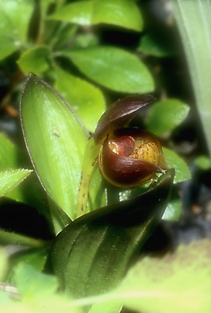 Cypripedium bardolphianum7_Chi_Sichuan_Huanglong_15_06_04