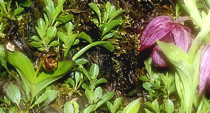 Cypripedium bardolphianum_u_tibeticum1b_Chi_Sichuan_Huanglong_15_06_04