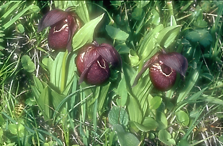 Cypripedium calcicolum or tibeticum2_Chi_Sichuan_Balangshan_19_06_04