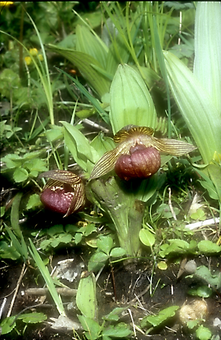 Cypripedium calcicolum or tibeticum_Chi_Sichuan_Balangshan5_19_06_04