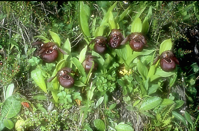 Cypripedium calcicolum or tibeticum_Chi_Sichuan_Balangshan_19_06_04