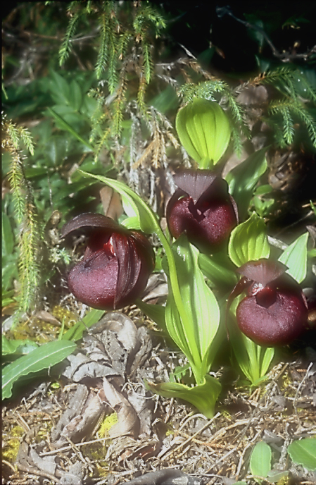 Cypripedium calcicolum2a_Chi_Sichuan_Wanglang_11_06_04