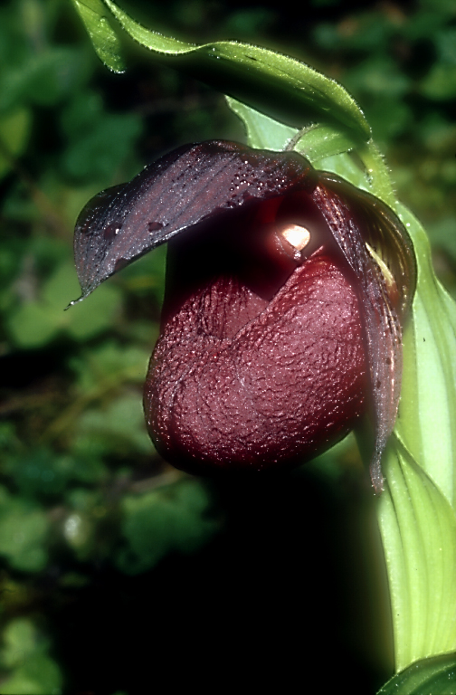 Cypripedium calcicolum4_Chi_Sichuan_Juizhaigou_12_06_04