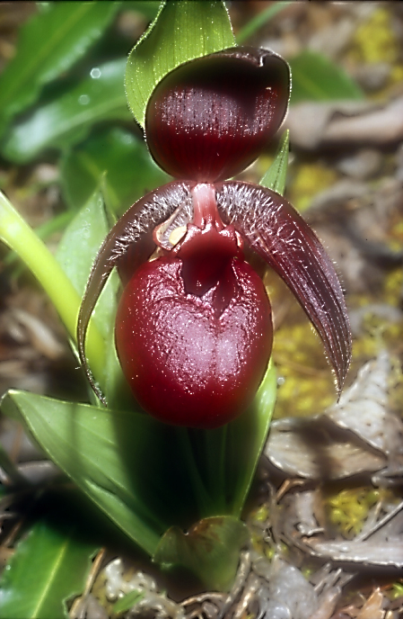 Cypripedium calcicolum_Chi_Sichuan_Wanglang_11_06_04