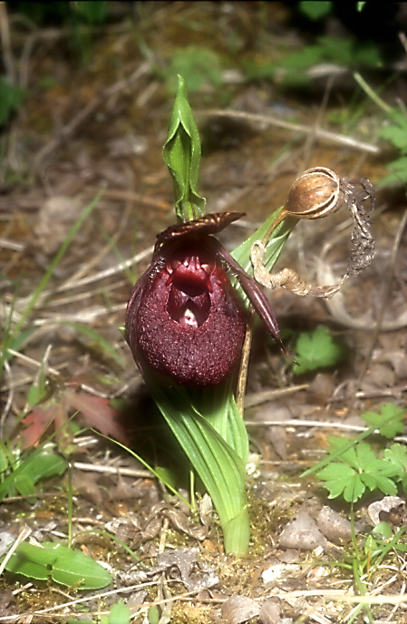 Cypripedium calcicolumor tibeticum3_Chi_Sichuan_Balangshan_19_06_04