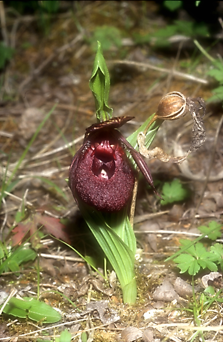 Cypripedium calcicolumor tibeticum3_Chi_Sichuan_Balangshan_19_06_04