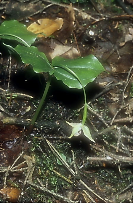 Cypripedium debile2a_Chi_Sichuan_Emeishan_07_06_04