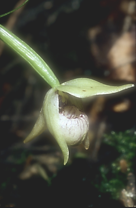 Cypripedium debile3_Chi_Sichuan_Emeishan_07_06_04