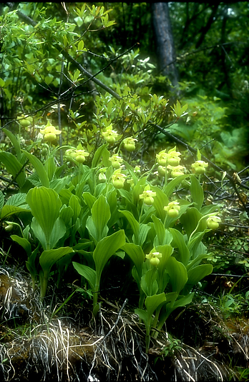 Cypripedium flavum10_Chi_Yunnan_Napa Hai_17_06_01