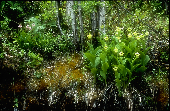 Cypripedium flavum10_yunnanense_Chi_Yunnan_Napa Hai_17_06_01