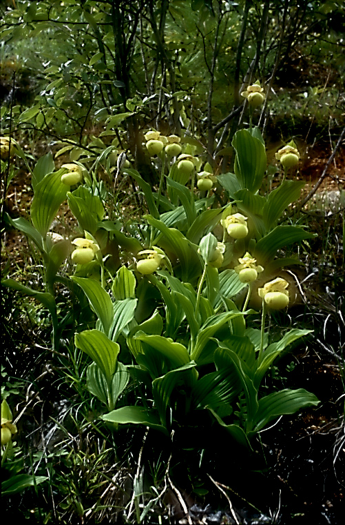 Cypripedium flavum11_Chi_Yunnan_Napa Hai_17_06_01