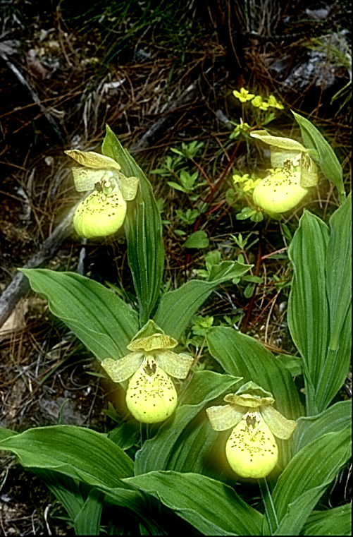 Cypripedium flavum13_Chi_Yunnan_Napa Hai_17_06_01