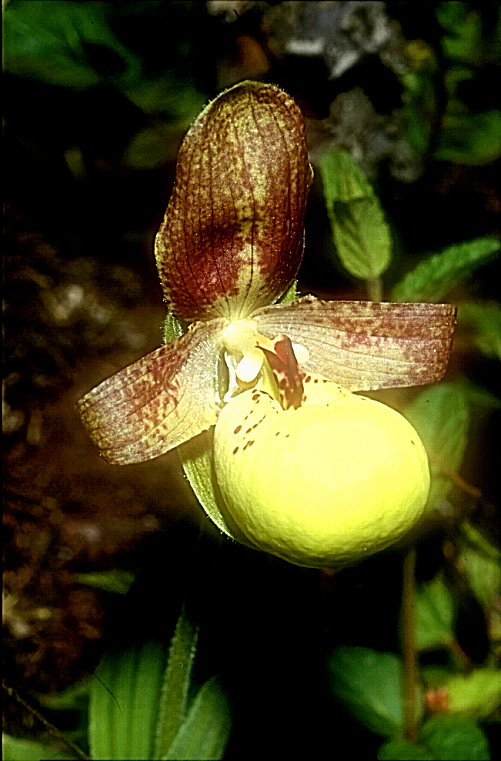 Cypripedium flavum14a_Chi_Yunnan_Napa Hai_17_06_01