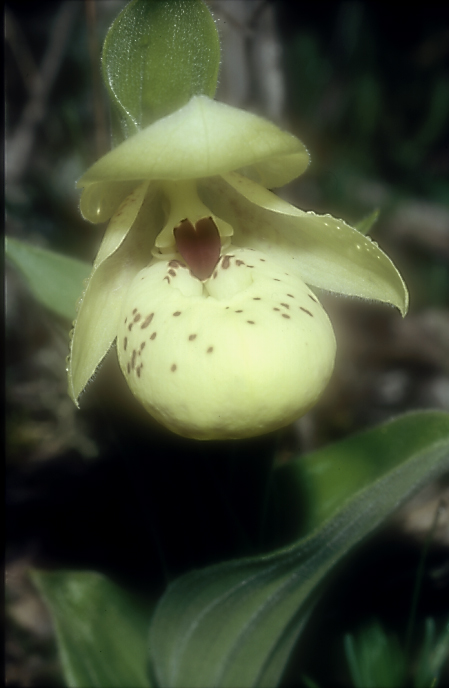 Cypripedium flavum2_Chi_Sichuan_Wanglang_11_06_04