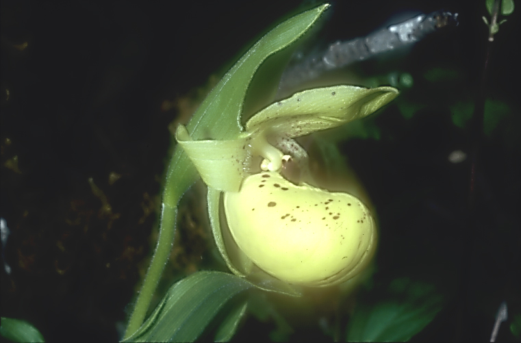 Cypripedium flavum5_Chi_Yunnan_Hai Shui_15_06_01