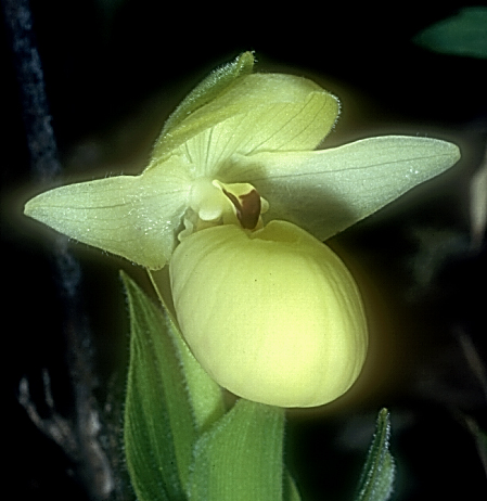 Cypripedium flavum6_Chi_Yunnan_Hai Shui_15_06_01