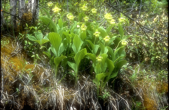 Cypripedium flavum9_Chi_Yunnan_Napa Hai_17_06_01