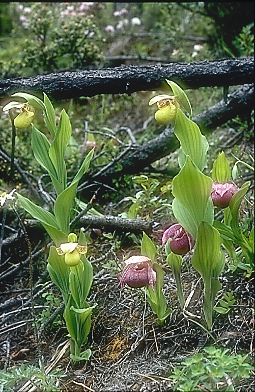 Cypripedium flavum_tibeticum2a_Chi_Yunnan_Napa Hai_17_06_01