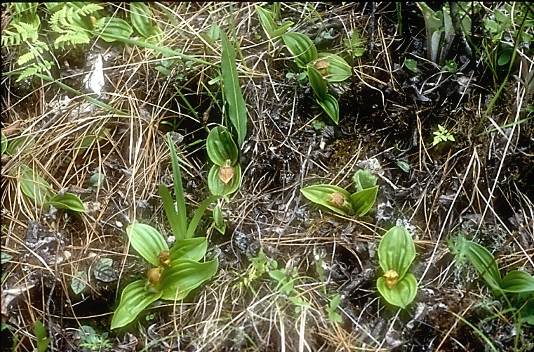 Cypripedium forrestii1a_Chi_Yunnan_Hai Shui_15_06_01