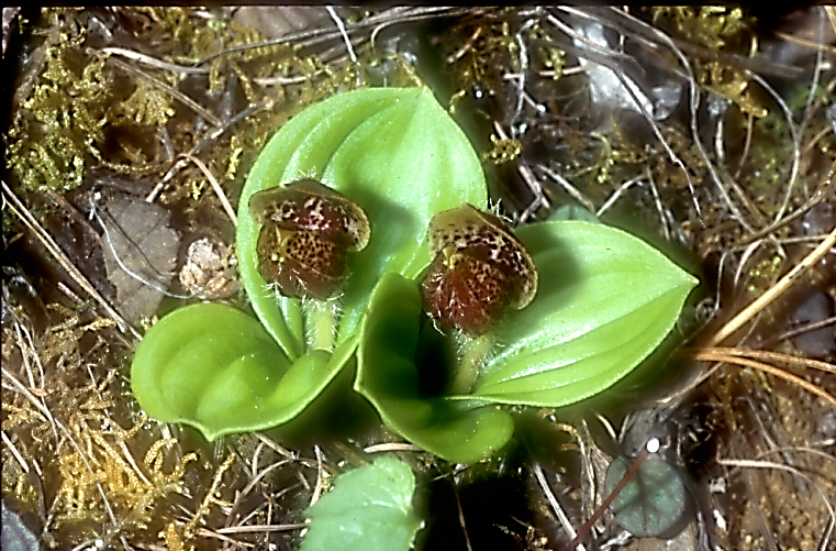 Cypripedium forrestii2_Chi_Yunnan_Hai Shui_15_06_01