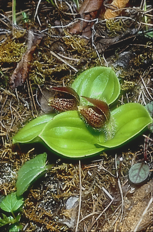 Cypripedium forrestii3_Chi_Yunnan_Hai Shui_15_06_01