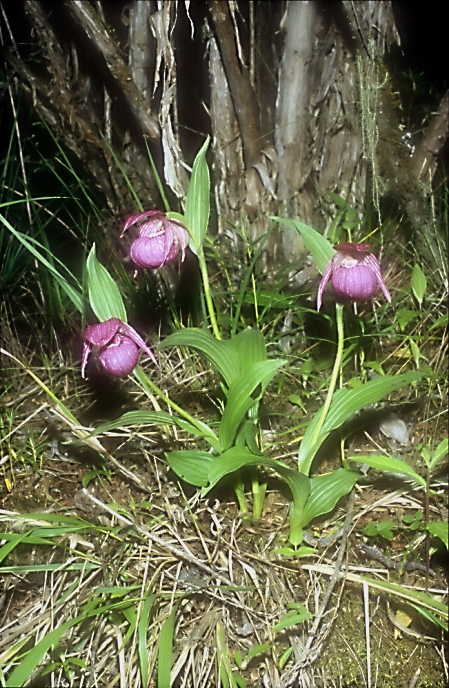 Cypripedium franchettii1_Chi_Sichuan_Balangshan_21_06_04