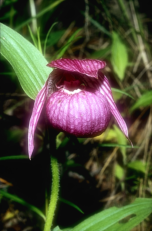 Cypripedium franchettii3_Chi_Sichuan_Balangshan_21_06_04