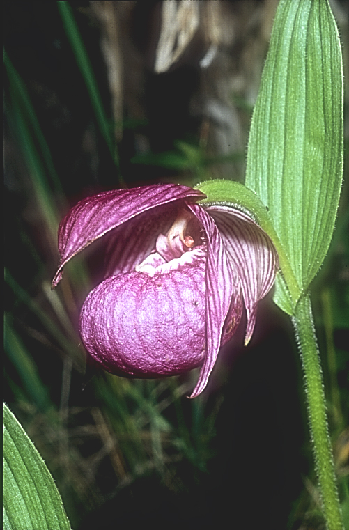 Cypripedium franchettii4_Chi_Sichuan_Balangshan_21_06_04