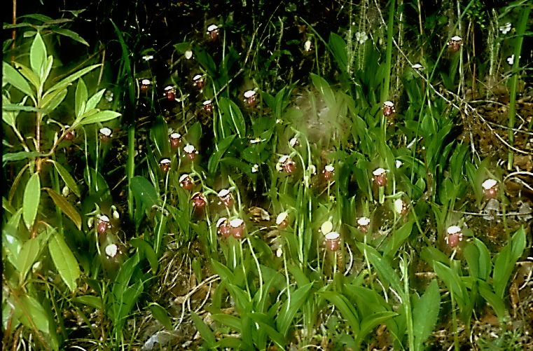 Cypripedium guttatum6_Chi_Yunnan_Weg nach Weng Shui_18_06_04