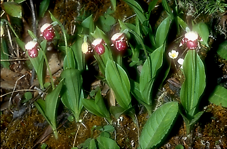 Cypripedium guttatum8_Chi_Yunnan_Weg nach Weng Shui_18_06_04