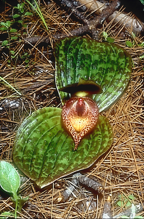 Cypripedium lichiangense1_Chi_Yunnan_Bai Shui_15_06_01