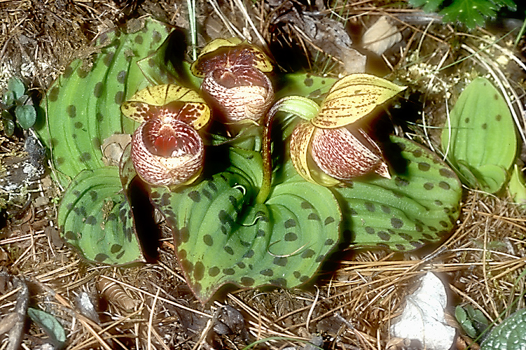 Cypripedium margaritaceum4_Chi_Yunnan_Hai Shui_15_06_01