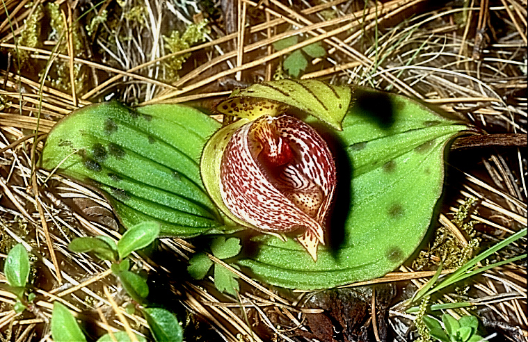 Cypripedium margaritaceum5_Chi_Yunnan_Hai Shui_15_06_01