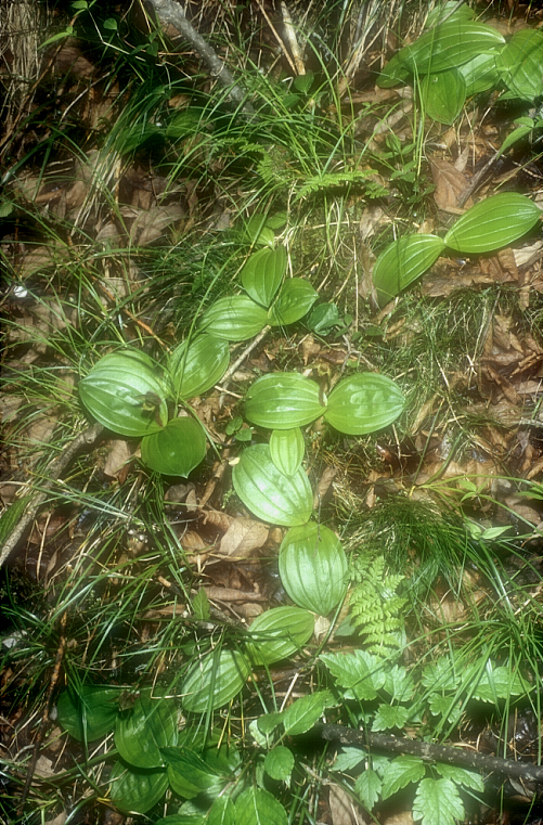 Cypripedium micrantum1_Chi_Sichuan_Danyun Schlucht_16_06_04