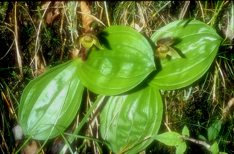 Cypripedium micrantum2_Chi_Sichuan_Danyun Schlucht_16_06_04