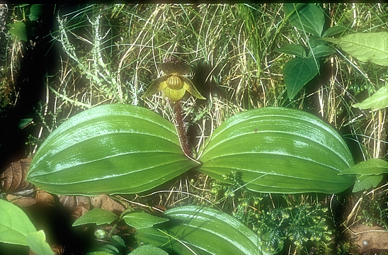 Cypripedium micrantum3_Chi_Sichuan_Danyun Schlucht_16_06_04