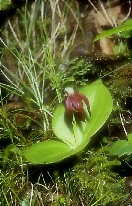 Cypripedium palangshanense2_Chi_Sichuan_Juizhaigou_12_06_04