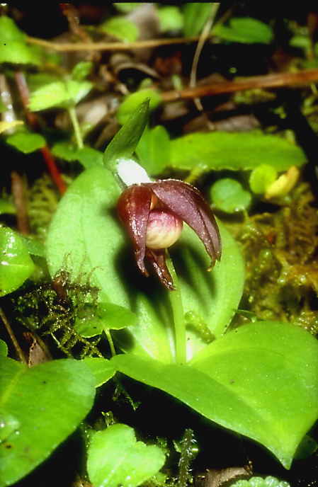 Cypripedium palangshanense3_Chi_Sichuan_Juizhaigou_12_06_04