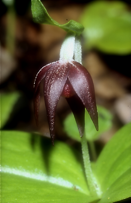 Cypripedium palangshanense4_Chi_Sichuan_Juizhaigou_12_06_04