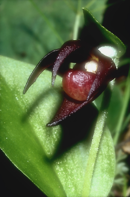 Cypripedium palangshanense6_Chi_Sichuan_Juizhaigou_12_06_04