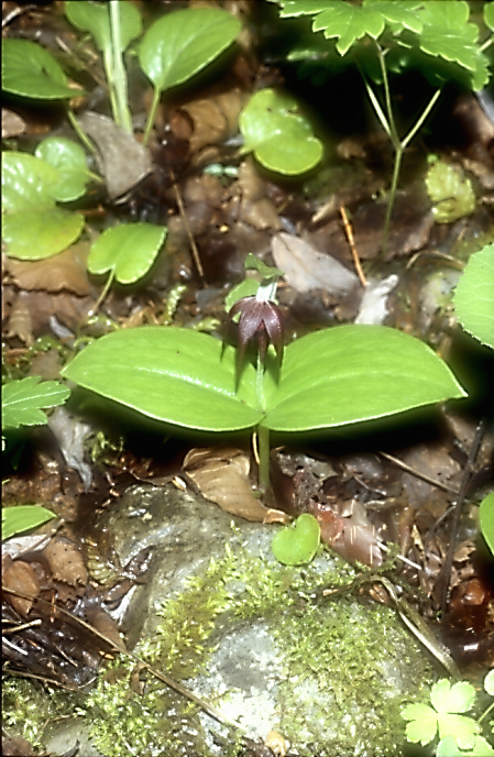 Cypripedium palangshanense_Chi_Sichuan_Juizhaigou_12_06_04