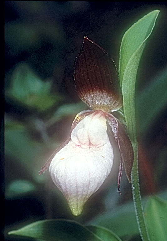 Cypripedium pletrochilum3_Chi_Yunnan_Bai Shui_13_06_01