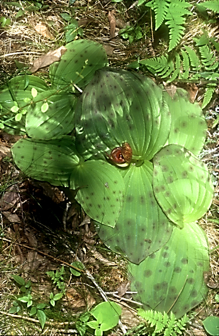 Cypripedium sichuanense1a_Chi_Sichuan_Danyun Schlucht_16_06_04