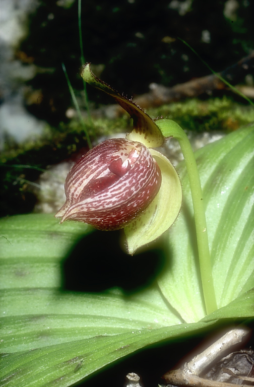 Cypripedium sichuanense1c_Chi_Sichuan_Danyun Schlucht_16_06_04