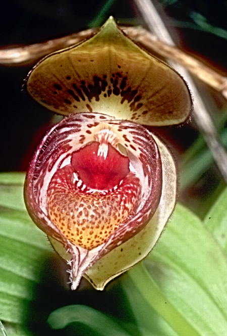 Cypripedium sichuanense5_Chi_Sichuan_Danyun Schlucht_16_06_04