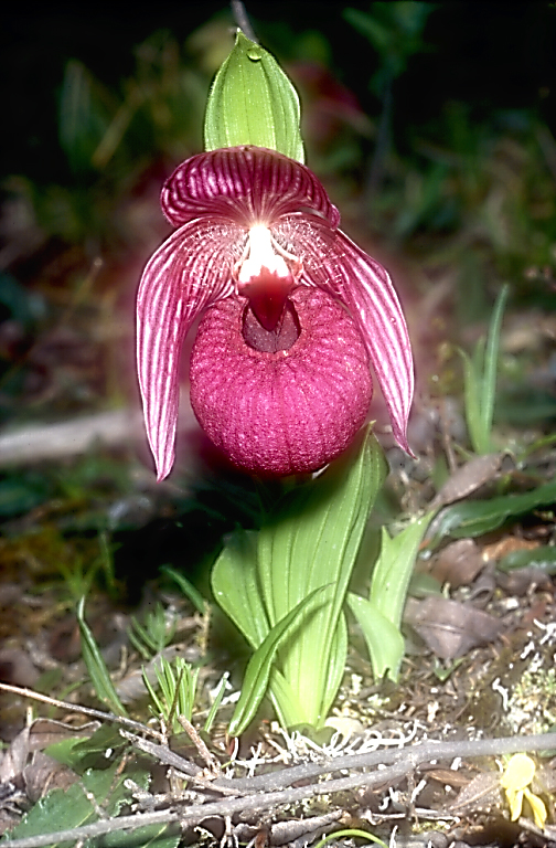 Cypripedium tibeticum2_Chi_Sichuan_Wanglang_11_06_04