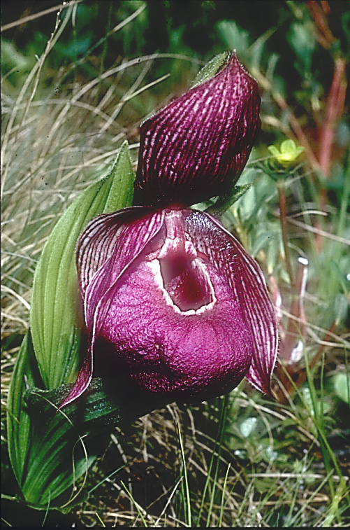 Cypripedium tibeticum3_Chi_Yunnan_Gang Ho Ba_14_06_01